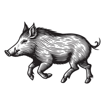 recommend clip art: Line art of wild boar vector