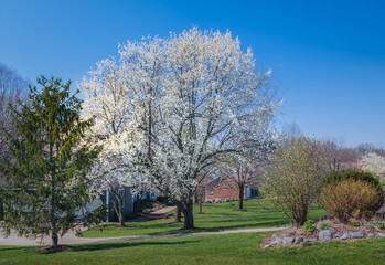 View of blooming cherry blossom trees in suburban Midwestern neighborhood in spring; blue sky in background