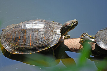 甲羅干ししているアカミミガメ