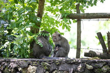 monkey with cute baby, mother and child, animal world