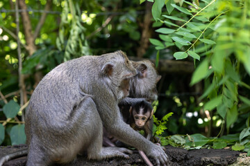 monkey with cute baby, mother and child, animal world