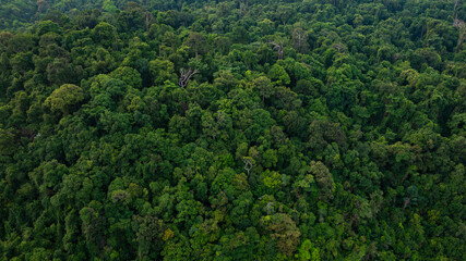 Fototapeta na wymiar aerial view of dark green forest Abundant natural ecosystems of rainforest. Concept of nature forest preservation and reforestation 