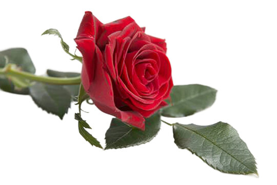 Red Rose with Green Leaf isolated on transparent background