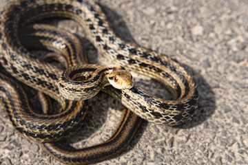 温かい舗装路でとぐろを巻くシマヘビ