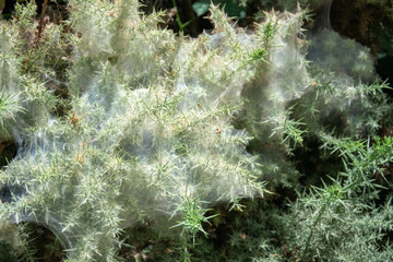 Telas de araña