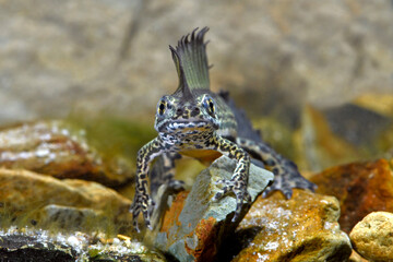 Northern banded newt // Nördlicher Bandmolch (Ommatotriton ophryticus) - Trabzon, Turkey