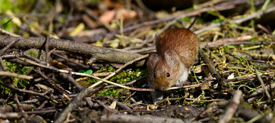 Rötelmaus // Bank vole (Myodes glareolus)