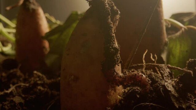 Worm crawling on freshly unearthed potatoes with soil, close-up in natural sunlight
