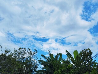 Green nature view of tree with white clouds and blue sky