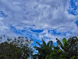 Fototapeta premium Green nature view of tree with white clouds and blue sky