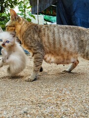 Mother cat carry her kitten
