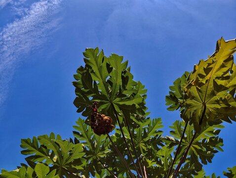 Green papaya leaves under blue sky background