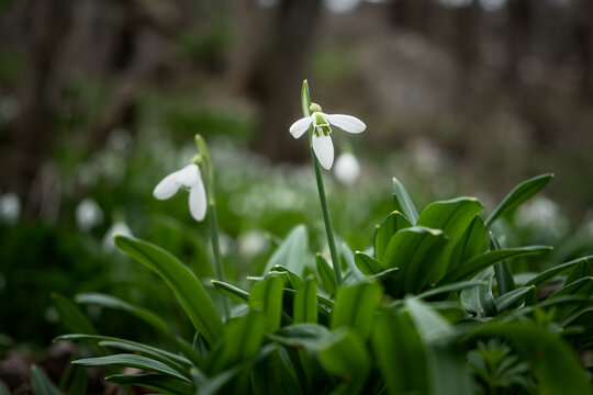 Snowdrop Galanthus nivalis in the forest close-up. Macro photography of snowdrops in spring among young grass. Delicate first flowers on a green background on a cloudy day. The concept of spring. Soft