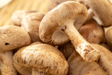 しいたけにクローズアップ