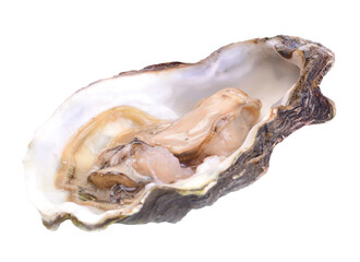 Oysters on a white background with lemon isolated