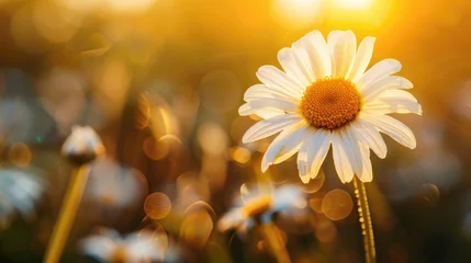 Deurstickers Single daisy flower with sunlight flare. Macro shot with natural background. © Julia Jones