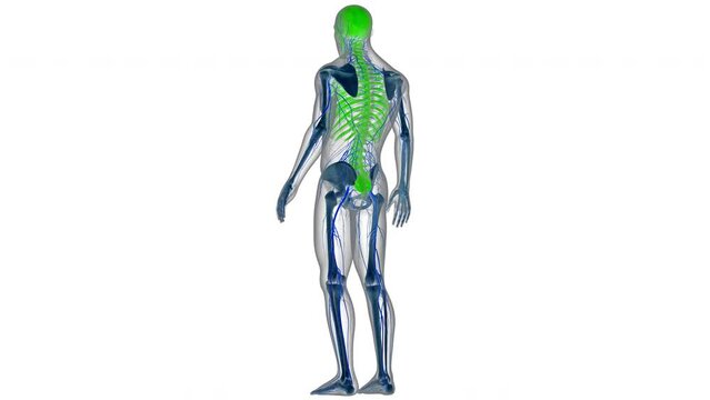 Human Skeleton System Axial Skeleton Bone Joints Anatomy Animation Concept