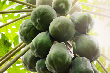 Papaya fruits on a tree. Tropical fruits