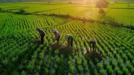 Rugzak Farmers on Green Terraced Rice Field © evgenia_lo
