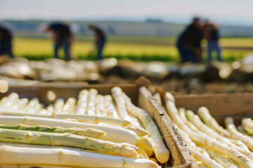 Close up of containers with white asparagus vegetables with blurry agricultural field with workers at harvest in background - Powered by Adobe