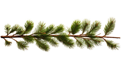 Pine Tree Branch on White Background. On a White or Clear Surface PNG Transparent Background..