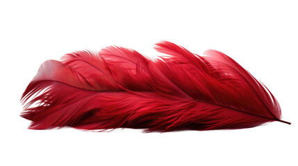 Two Red Feathers on a White Background. On a White or Clear Surface PNG Transparent Background..