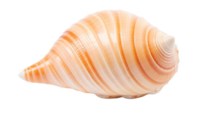 Seashell on White Background. On a White or Clear Surface PNG Transparent Background..