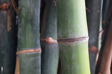 Large bamboo poles in a bamboo garden planted for sale