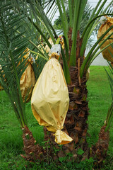 Well-wrapped Date palm fruit to protect against plant pests in a small garden