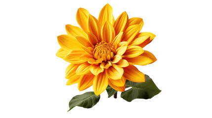 Yellow Flower With Green Leaves on White Background. On a White or Clear Surface PNG Transparent Background..