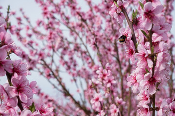 Peach branch blooms in close-up. Delicate pink spring flowers bloomed in the garden. Bright natural romantic background. A pink peach in the sunlight. The concept of spring, awakening. Gardening - 762964378