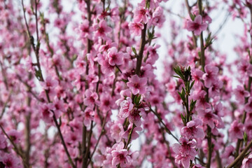 Peach branch blooms in close-up. Delicate pink spring flowers bloomed in the garden. Bright natural romantic background. A pink peach in the sunlight. The concept of spring, awakening. Gardening - 762964577