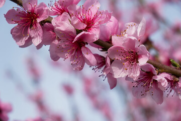 Peach branch blooms in close-up. Delicate pink spring flowers bloomed in the garden. Bright natural romantic background. A pink peach in the sunlight. The concept of spring, awakening. Gardening - 762964714