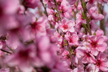 Peach branch blooms in close-up. Delicate pink spring flowers bloomed in the garden. Bright natural romantic background. A pink peach in the sunlight. The concept of spring, awakening. Gardening