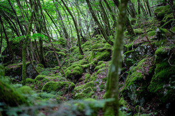 苔の森