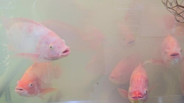 Ruby fish at restaurant. Pla Tabtim, Restaurant fish tank experience it offers seafood restaurants. Fish in fish tank. Ruby fish in fish tank.
