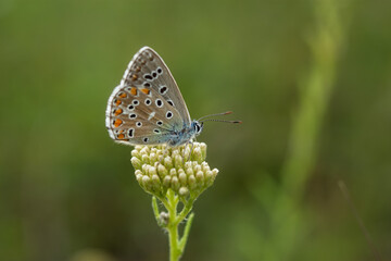 A blue Lycaenidae butterfly in close-up on a wildflower. Polyommatus icarus is a beautiful blue-colored pigeon. A butterfly sits on a blurred green background of grass. Macro photography of wildlife