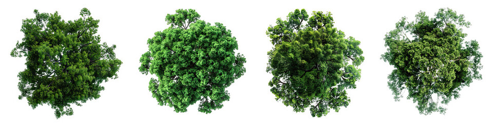 Obraz premium Collection of PNG. Tree top view isolated on a transparent background.