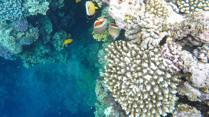 The fauna of coral reefs. The blue hole in Dahab.