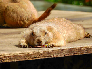 プレーリードッグの住処は町（タウン）と呼ばれる巣穴で、寝室やトイレ、子供部屋など部屋が分かれている。