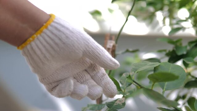 Hand of people use Pruning scissors to cut a tree branch 