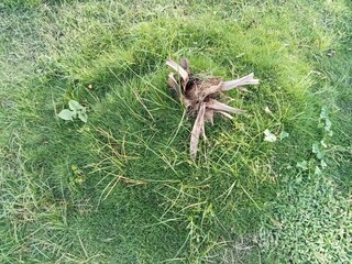 Ornamental grass that is often found in home yards or city parks functions to give a cool and calm...