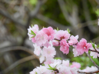 ちょっとサクラに似ていますが、1本の木から赤・白・ピンクや斑の花を咲かせるハナモモ
