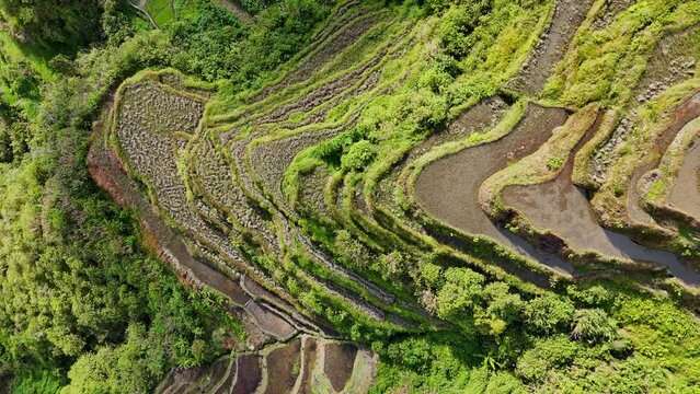 Static top-down drone footage of green rice terraces in north Philippines.