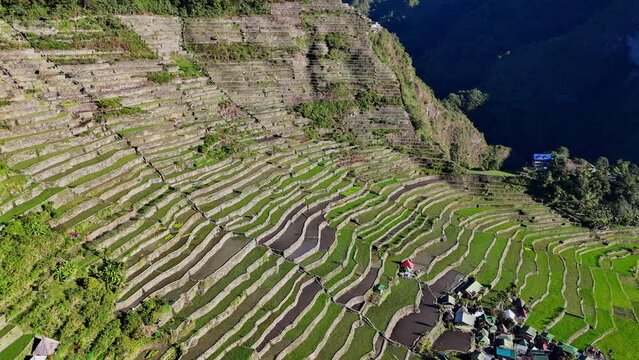 Drone footage of the famous Batad green rice terraces in north Philippines during dawn.
