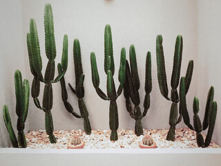 Beautiful Plant Cactus garden decoration