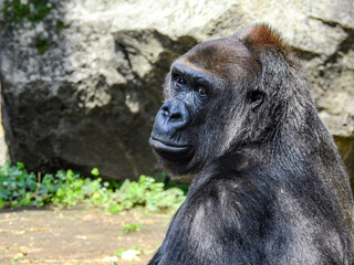ゴリラはとても優れた知性があり、簡単な手話を理解する能力があることが知られています。