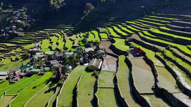 Close drone footage of the famous Batad green rice terraces in north Philippines.