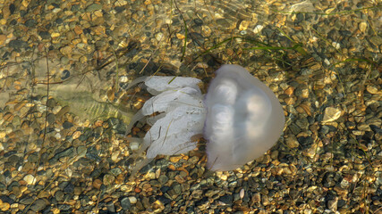 Rhizostoma pulmo barrel jellyfish in the water of Black sea