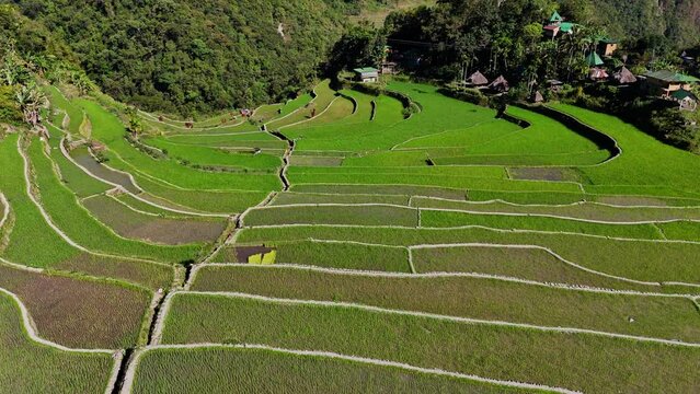 Close drone footage of the famous Batad green rice terraces in north Philippines during dawn.